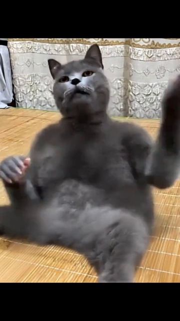 Кот шлепает себя