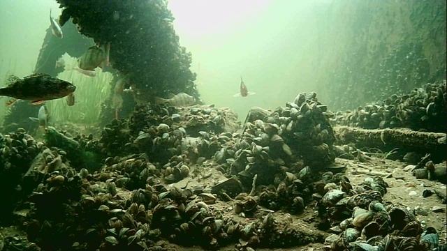 1000005388.mp4Волга гл.2м.13.12.2025г.