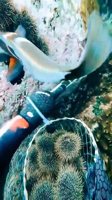 Сбор морских деликатесов