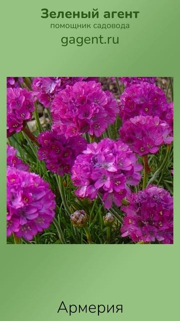 Армерия - Зеленый Агент