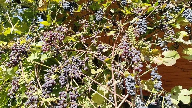 Подмосковный виноград осенью 2025