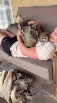 #Милые #видео #животные