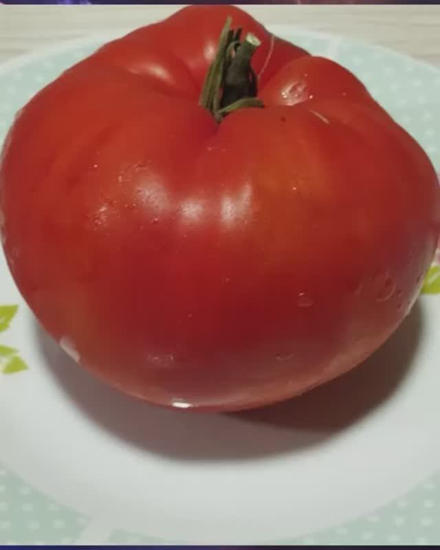 Томат Чемпион Бурятии.  СКИДКИ на СЕМЕНА!   т. 89229284031