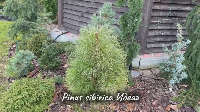 Pinus sibirica Идеал