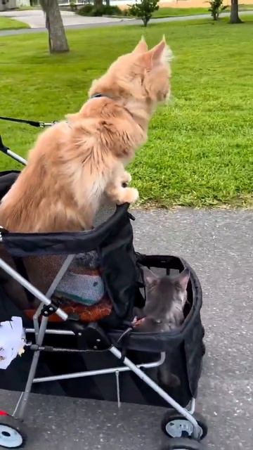 Семейная прогулка