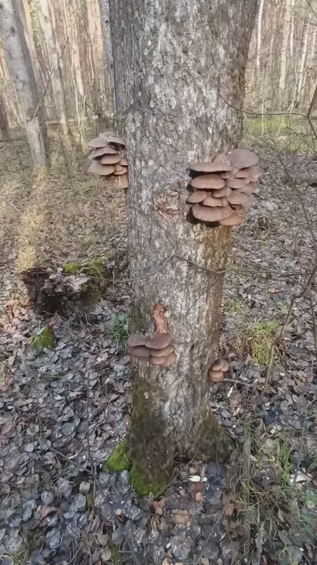 Второй раз спустя неделю отец наткнулся на тоже дерево на котором уже срывали Вешенки