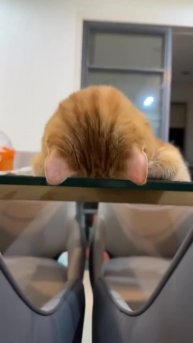 #видео #Милые #животные