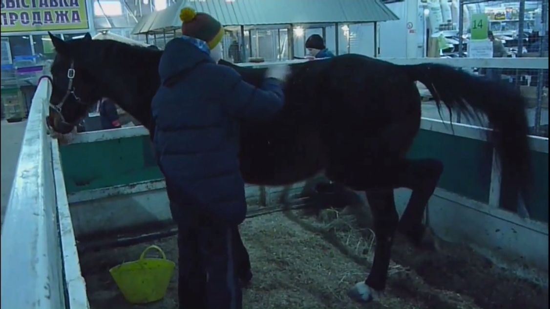 Как отметить 2026 год Лошади