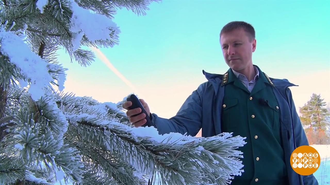 Елочный патруль против "черных лесорубов". Доброе утро. Суббота. Фрагмент выпуска от 13.12.2025