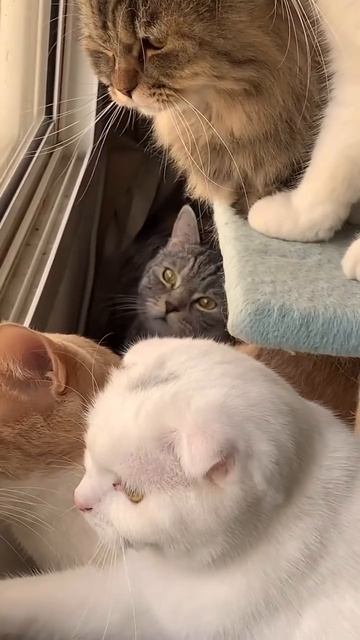 Автор видео: ampet_official