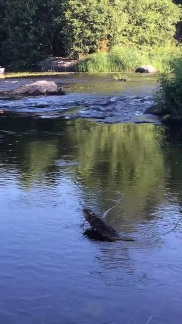 Ленобласть. Хвойное. 22.07.2024. Часть 97. Утята_ обед у большого порога Вуоксы
