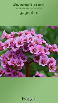 Бадан - Зеленый Агент