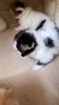 Автор видео: slodkie_misie