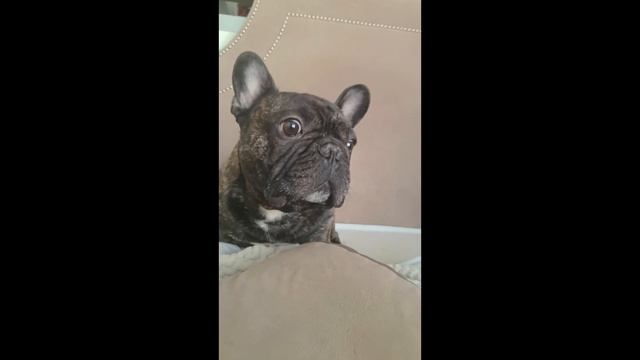 Добрая АГРЕССИЯ Крашика)