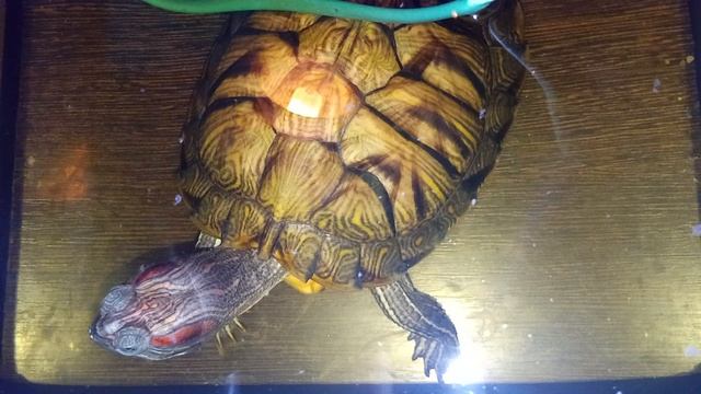 Анекдоты от умной колонки Маруся, Красноухие черепахи 🐢 с утра 13-12-2025.