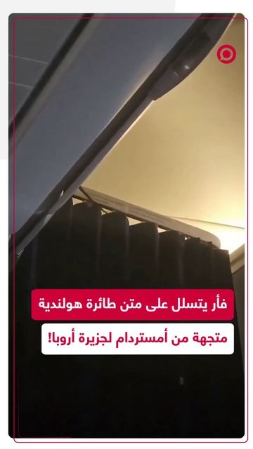 فأر يقتحم طائرة متجهة من أمستردام إلى جزيرة أروبا