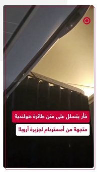 فأر يقتحم طائرة متجهة من أمستردام إلى جزيرة أروبا