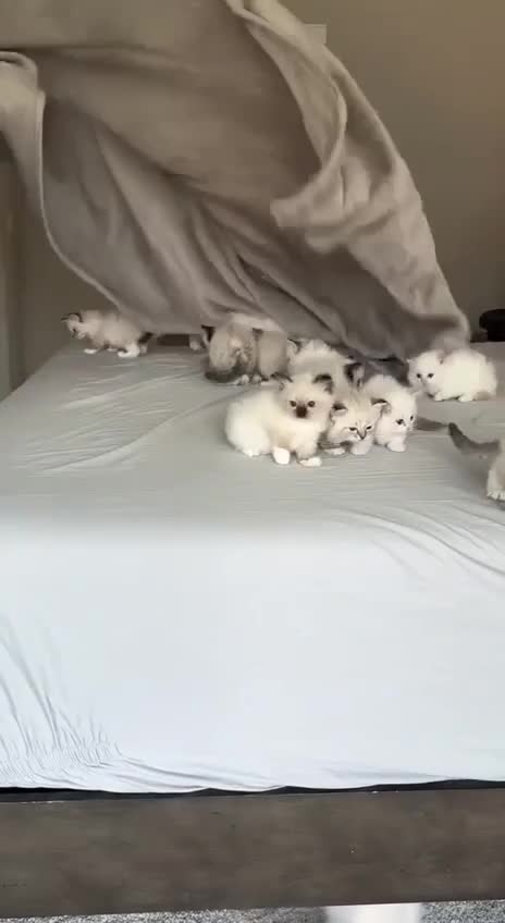 Котятки, просыпаемся🙌😻