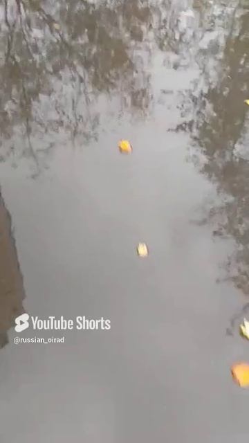 Не смог... Кроме слез ничего... Медяник. Брейдер