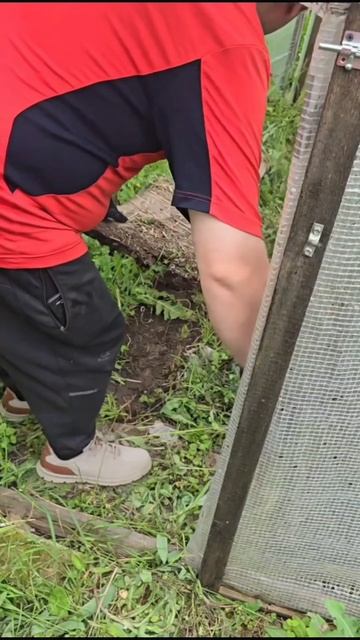 Как прошёл мой год 2025 #кошка #огород #животные #год