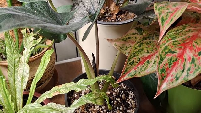 Утренняя оранжерейка