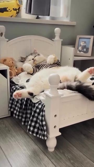 Принц отдыхает😂