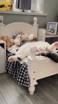 Принц отдыхает😂