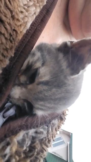 Ну что ты будешь делать!? Не смогла, не выдержала я. Несколько дней не видела малышню, думала погибл