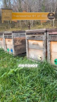 Что с пчелами в ДЕКАБРЕ?