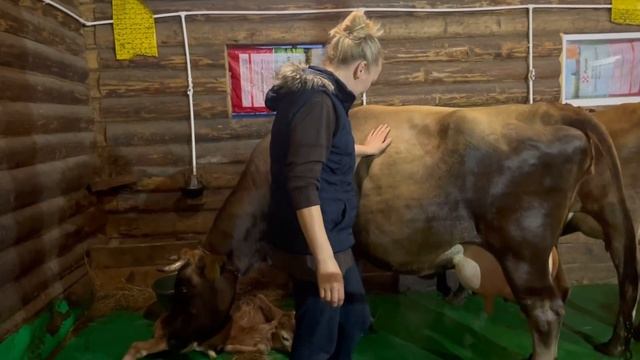 Отёл с ОПОЗДАНИЕМ В ГОД! Огромный телёнок! | Молодая Ферма