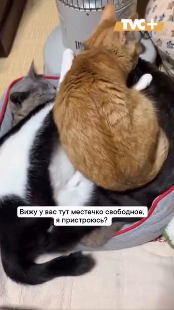 Пристроился 🐈⬛😍👍😘☺