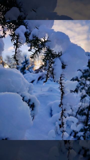 Утренняя зимняя прогулка ( 13 декабря)
