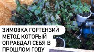 Зимовка гортензий способом который отлично показал себя в прошлом году.