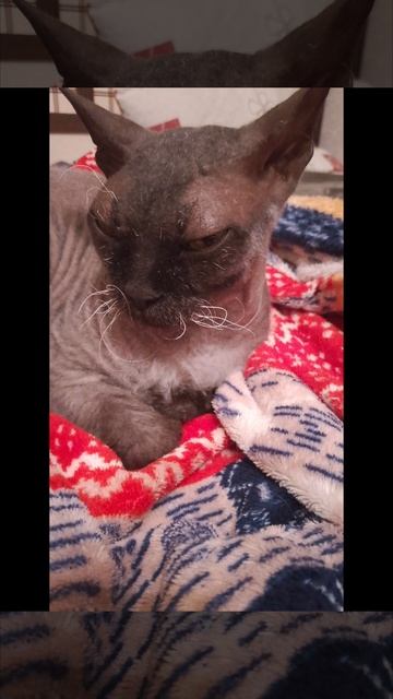 Сборник всех фото моей кошки Муни за 2025 год! 33 фото