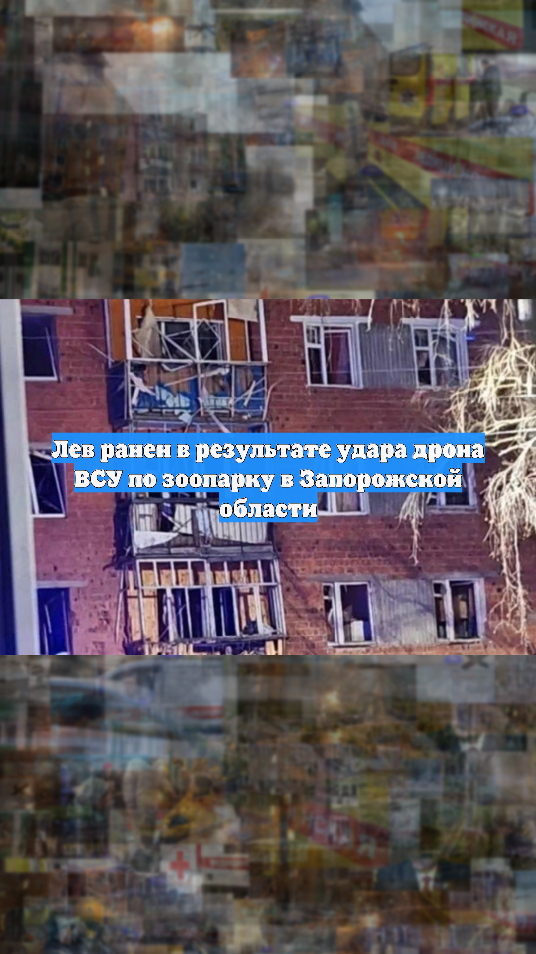 Лев ранен в результате удара дрона ВСУ по зоопарку в Запорожской области