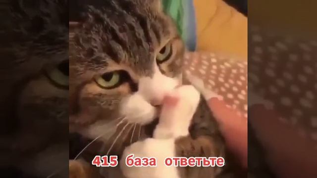 415, я база, ответьте