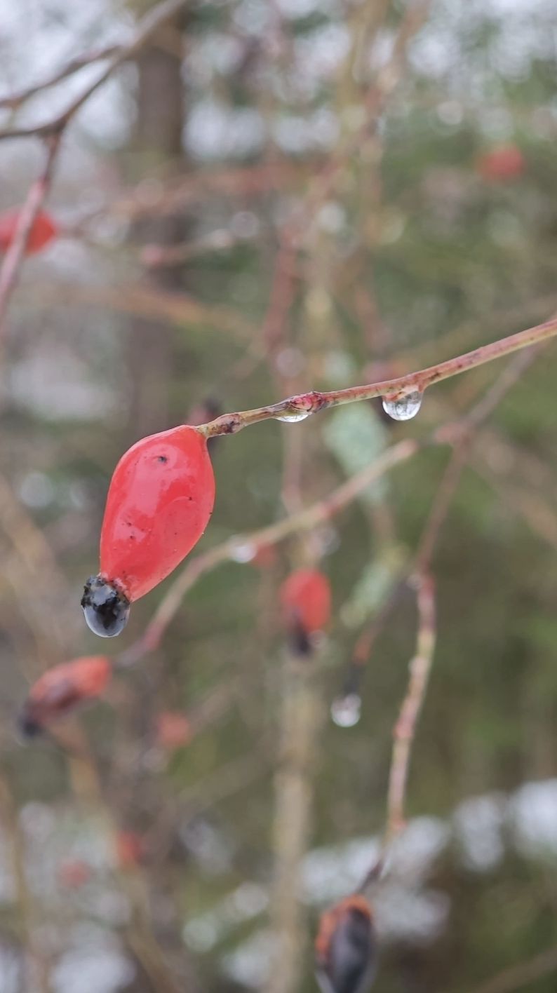 28.01.2025🌬То мороз.🌦То оттепель!🦢Лебеди на реке Вуокса!🌊Светогорск!🌠