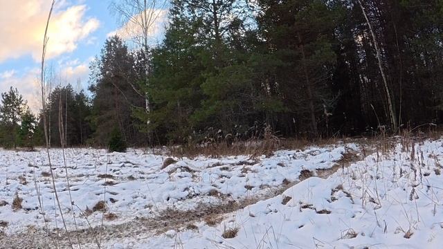 пробы Вилли