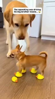 Когда твой пушистый брат действует на нервы 😁