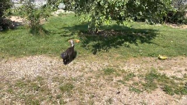 Хлопоты по хозяйству и Продолжение покоса. Наши Фермерские Будни | Молодая Ферма