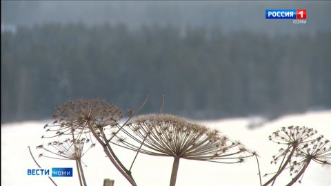 Специалисты Коми гидрометцентра предупреждают о резком похолодании
