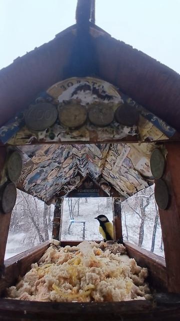 1000006320.mp4Кормушка.13.12.2025г.