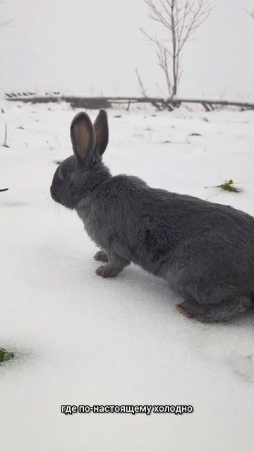 Почему у кроликов такая плохая маскировка на снегу?