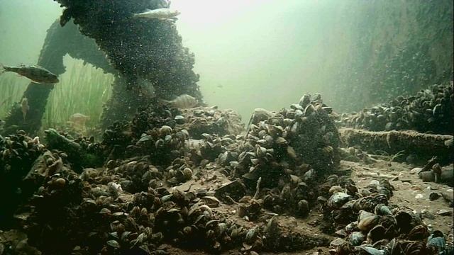 1000005389.mp4Волга гл.2м.13.12.2025г.