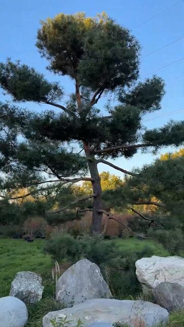 Редкие крупномеры для элитных проектов Такая красота стоит своих денег