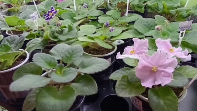 Фиалка СОРТ АВ Мозайка снов , но бывает и СПОРТ, наблюдение..?!