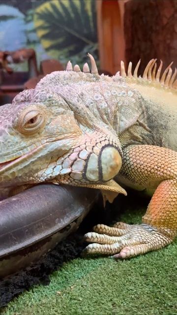 игуаны