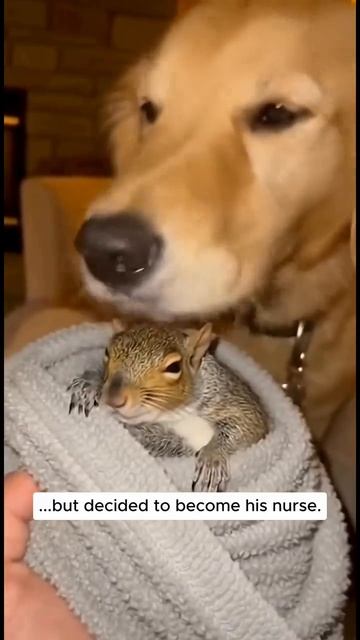 Чудесное спасение белки