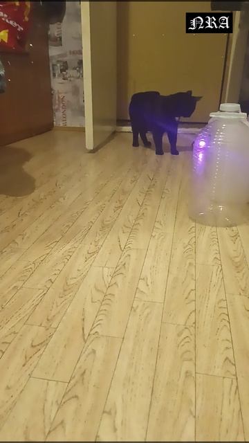 Новый друг Сажика