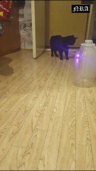 Новый друг Сажика